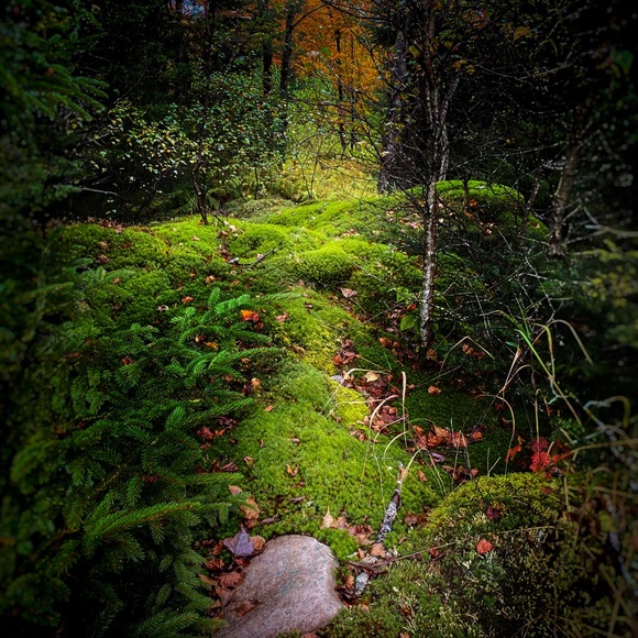 Meet your Posher, Amy - Picture 4 of 5